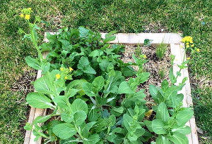 Nature Strip Planting